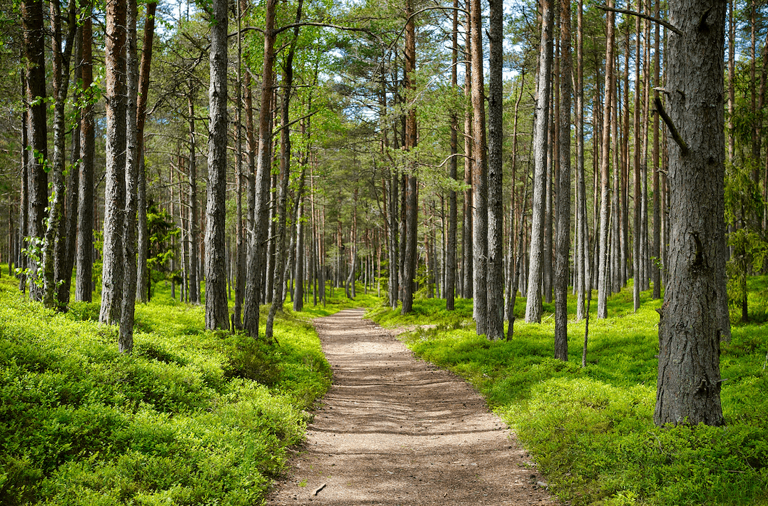 Sentieri Incrociati Psicologia